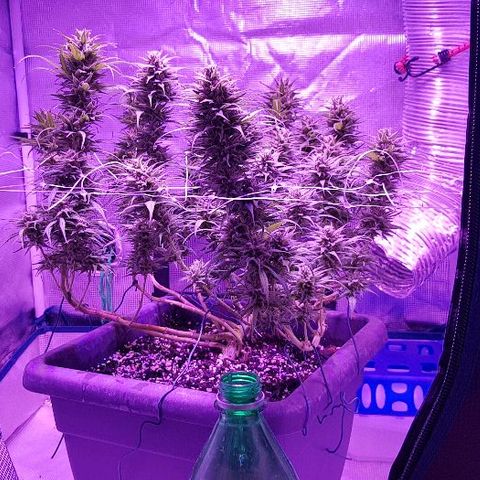 Daworka growlog timeline photo