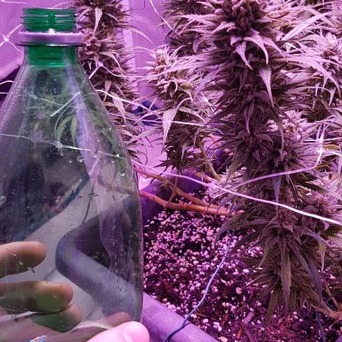 Daworka growlog timeline photo