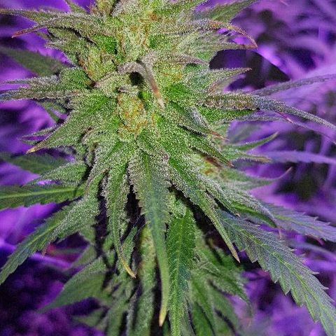 Daworka growlog timeline photo