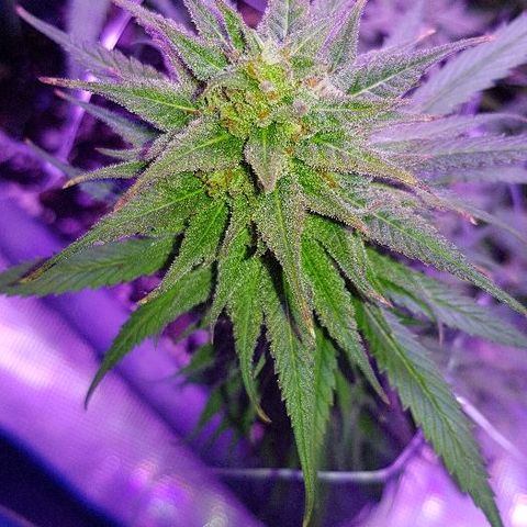 Daworka growlog timeline photo