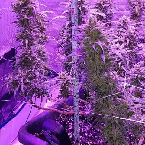 Daworka growlog timeline photo