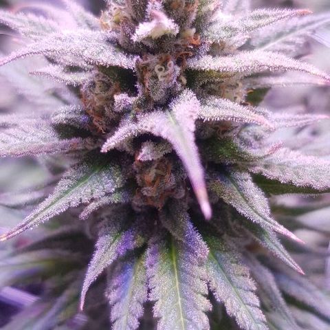Daworka growlog timeline photo