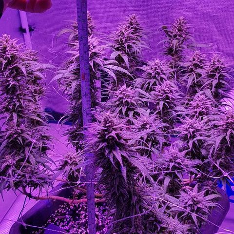 Daworka growlog timeline photo