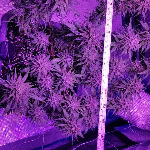 Daworka growlog timeline photo