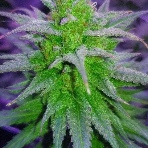 Daworka growlog timeline photo