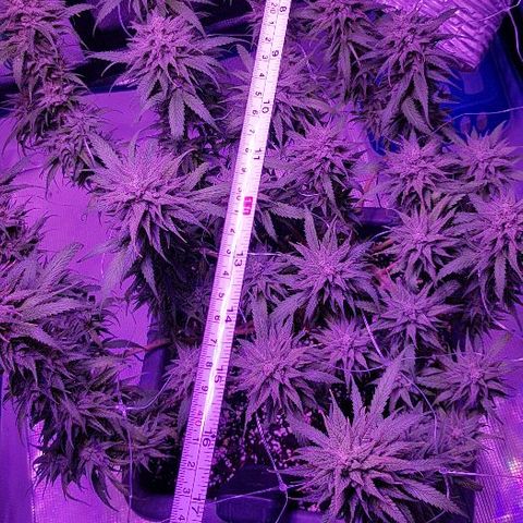 Daworka growlog timeline photo
