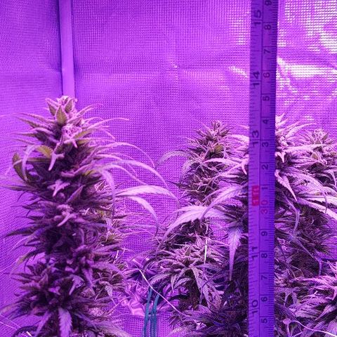 Daworka growlog timeline photo