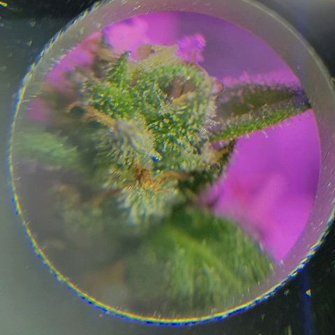 Daworka growlog timeline photo