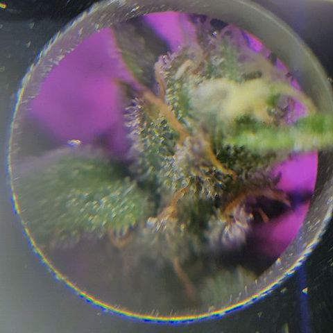 Daworka growlog timeline photo