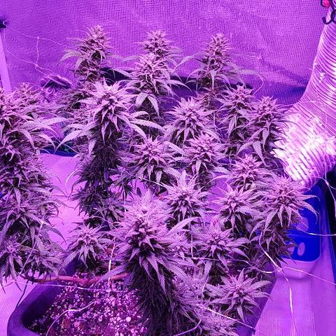 Daworka growlog timeline photo