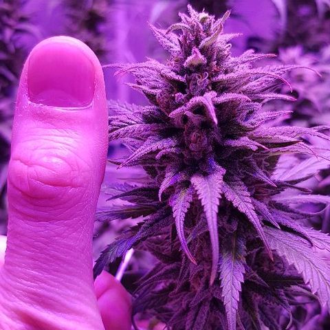 Daworka growlog timeline photo