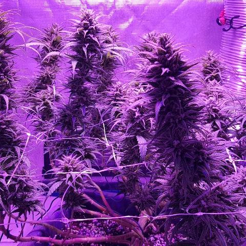 Daworka growlog timeline photo