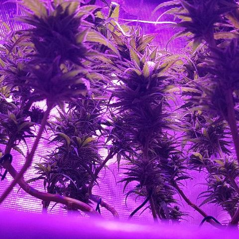 Daworka growlog timeline photo