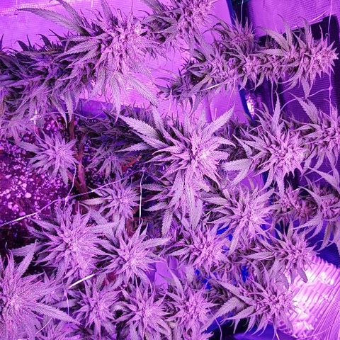 Daworka growlog timeline photo