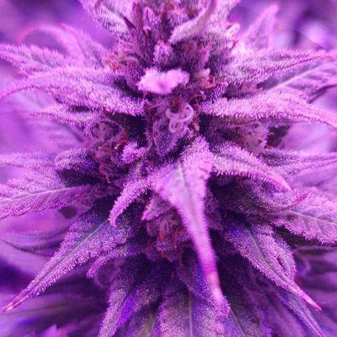 Daworka growlog timeline photo