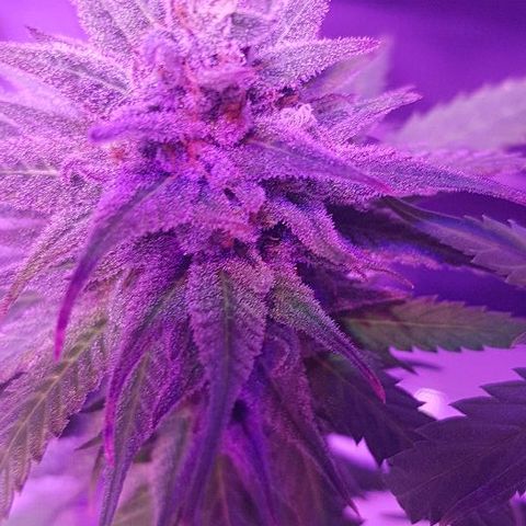 Daworka growlog timeline photo