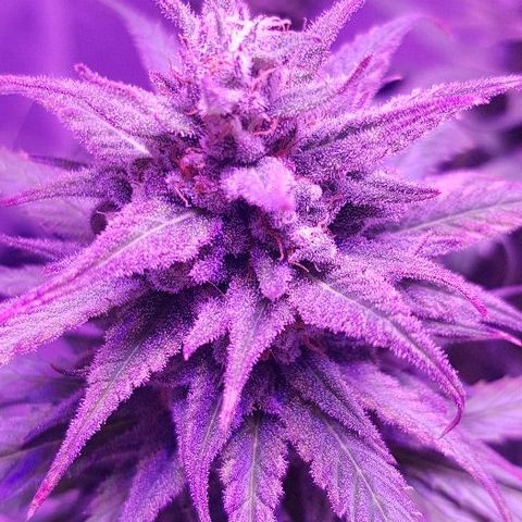 Daworka growlog timeline photo