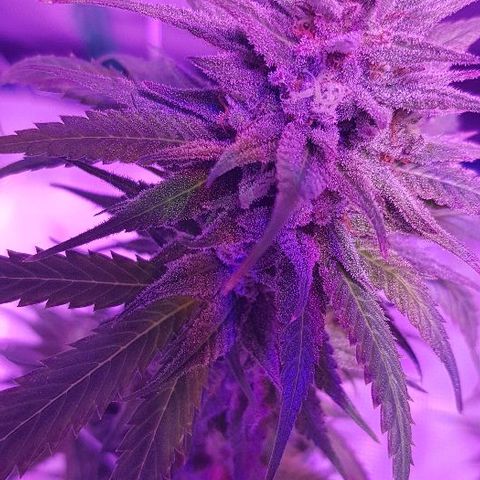 Daworka growlog timeline photo