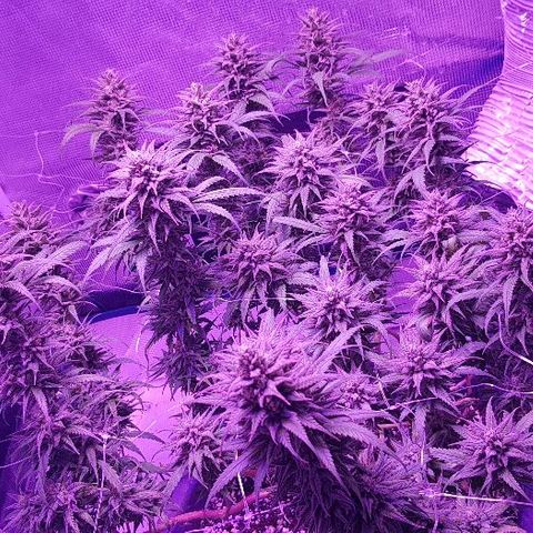 Daworka growlog timeline photo