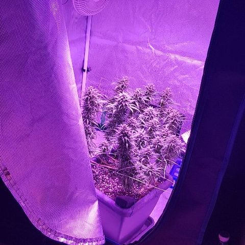 Daworka growlog timeline photo