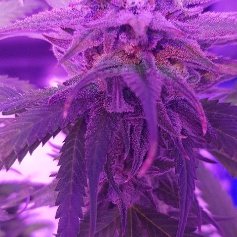 Daworka growlog timeline photo