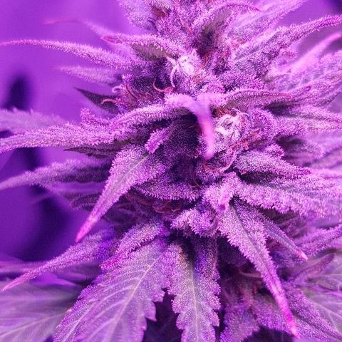 Daworka growlog timeline photo