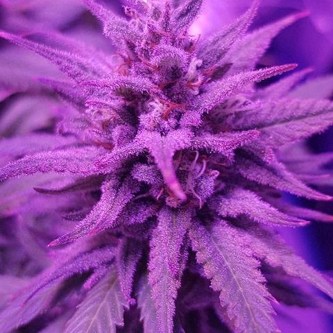 Daworka growlog timeline photo