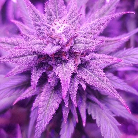 Daworka growlog timeline photo