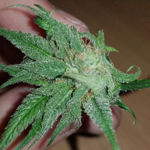 Daworka growlog timeline photo