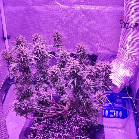 Daworka growlog timeline photo