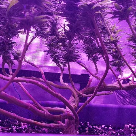 Daworka growlog timeline photo