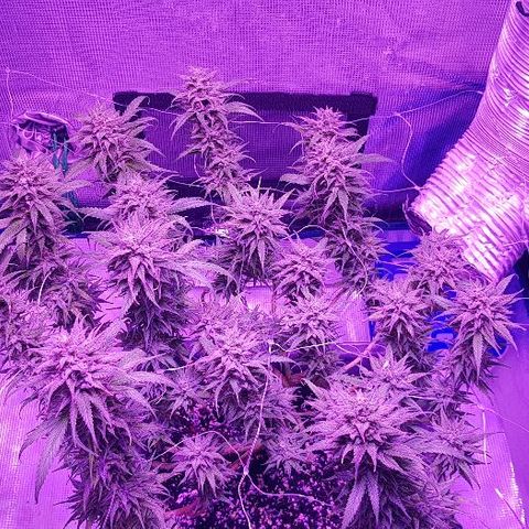Daworka growlog timeline photo