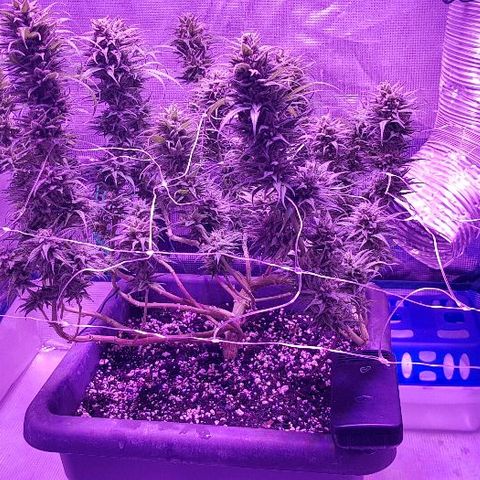Daworka growlog timeline photo
