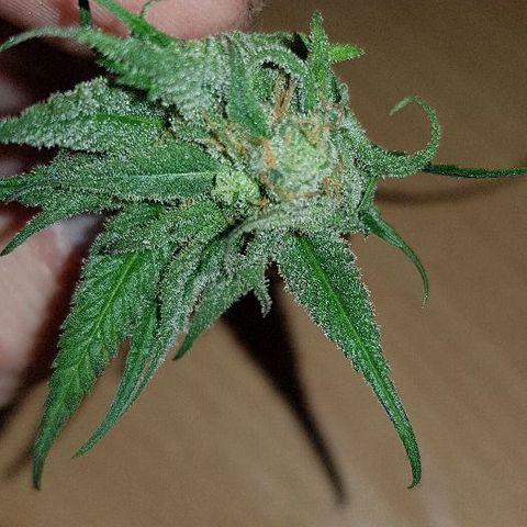Daworka growlog timeline photo