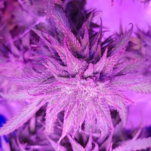 Daworka growlog timeline photo