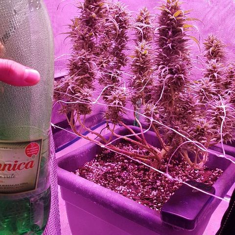 Daworka growlog timeline photo