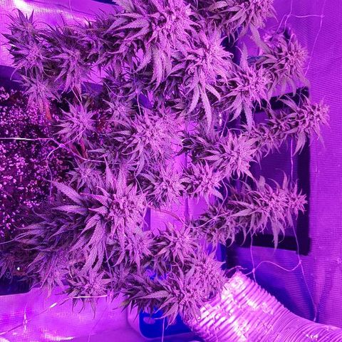 Daworka growlog timeline photo