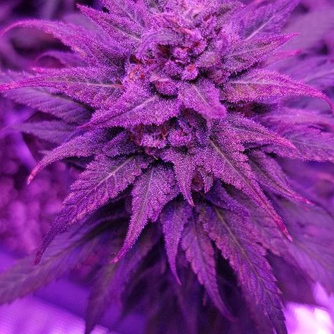 Daworka growlog timeline photo