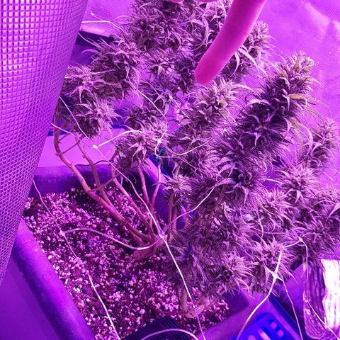 Daworka growlog timeline photo
