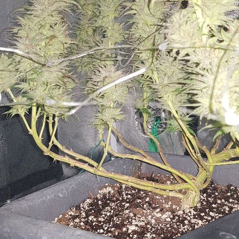 Daworka growlog timeline photo