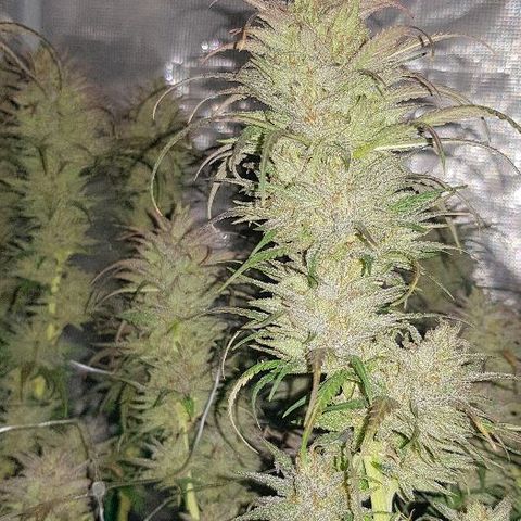 Daworka growlog timeline photo