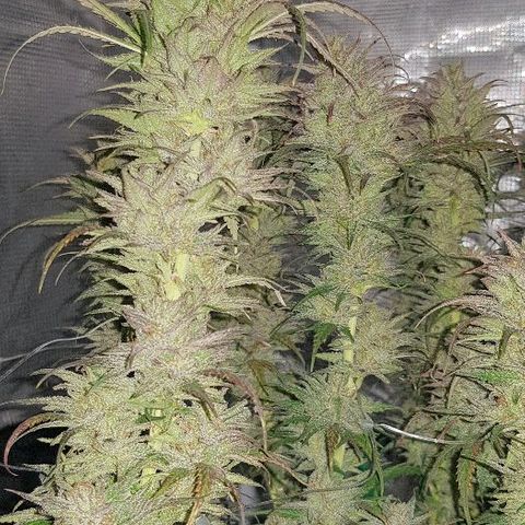 Daworka growlog timeline photo