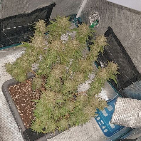 Daworka growlog timeline photo