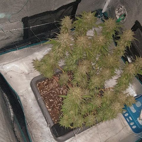 Daworka growlog timeline photo