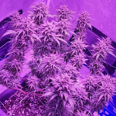 Daworka growlog timeline photo