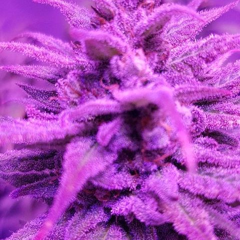 Daworka growlog timeline photo