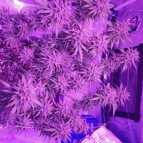 Daworka growlog timeline photo