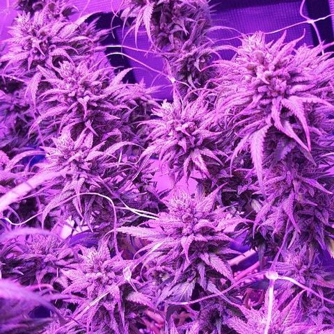 Daworka growlog timeline photo