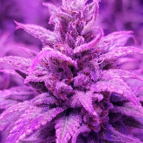 Daworka growlog timeline photo