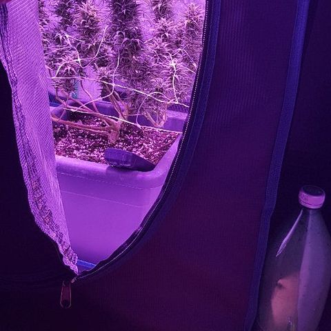 Daworka growlog timeline photo